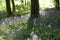 Bluebells growing in woodlands