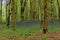 Bluebells and hide out in West Woods - England