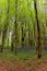 Bluebells and hide out in West Woods - England