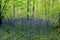 Bluebells and hide out in West Woods - England