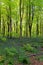 Bluebells and hide out in West Woods - England