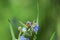 Bluebells at Hollow Ponds, London