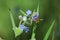 Bluebells at Hollow Ponds, London