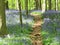 Bluebells (Hyacinthoides non-scripta) carpet in Hallerbos, belgium