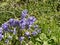 Bluebells by the Leeds Liverpool Canal at Barnoldswick in Lancashire UK