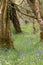 Bluebells line the forest floor