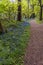 Bluebells line a path in a wood in Leicestershire