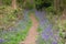 Bluebells lining forest path in spring