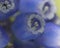 Bluebells - Macro Close Up