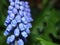 Bluebells - Macro Close Up