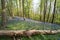 Bluebells near Margam, Port Talbot, Wales UK