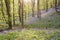 Bluebells near Margam, Port Talbot, Wales UK