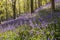 Bluebells near Margam, Port Talbot, Wales UK