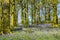 Bluebells in Northern English woodland.