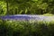 Bluebells in Old Elvendon Wood Crays Pond