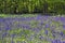 Bluebells in Old Elvendon Wood Crays Pond