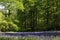 Bluebells in Old Elvendon Wood Crays Pond