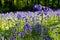 Bluebells in Old Elvendon Wood Crays Pond