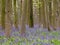 Bluebells in Philipshill Wood, Chorleywood