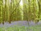 Bluebells in Philipshill Wood, Chorleywood, Hertfordshire, England, UK