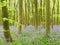 Bluebells in Philipshill Wood, Chorleywood, Hertfordshire, England, UK