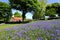 Bluebells and red roofed barn