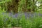 Bluebells, Secret Gardens, How Hill, Ludham, Norfolk, England, UK