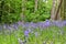 Bluebells, Secret Gardens, How Hill, Ludham, Norfolk, England, UK