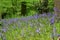 Bluebells, Secret Gardens, How Hill, Ludham, Norfolk, England, UK