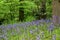 Bluebells, Secret Gardens, How Hill, Ludham, Norfolk, England, UK