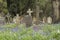 Bluebells in Southampton Old Cemetery