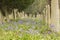 Bluebells in Southampton Old Cemetery