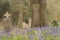 Bluebells in Southampton Old Cemetery