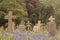 Bluebells in Southampton Old Cemetery