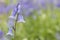 Bluebells in Southampton Old Cemetery