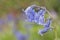 Bluebells in Southampton Old Cemetery