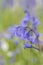 Bluebells in Southampton Old Cemetery