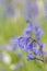 Bluebells in Southampton Old Cemetery