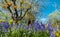 Bluebells in spring, in the woodland near the walled garden at Eastcote House Gardens, London Borough of Hillingdon UK