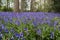 Bluebells in Staffhurst Woods