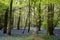 Bluebells in Staffhurst Woods