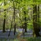 Bluebells in Staffhurst Woods