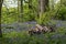 Bluebells in Staffhurst Woods