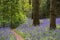 Bluebells in Staffhurst Woods