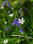 Bluebells and Stitchwort in the hedgerows Yorkshire UK 