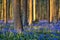 bluebells at sunrise in the forest of Hallerbos Belgium