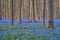 bluebells at sunrise in the forest of Hallerbos Belgium