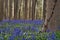 bluebells at sunrise in the forest of Hallerbos Belgium