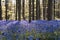 bluebells at sunrise in the forest of Hallerbos Belgium