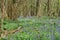 Bluebells surrounded by many trees